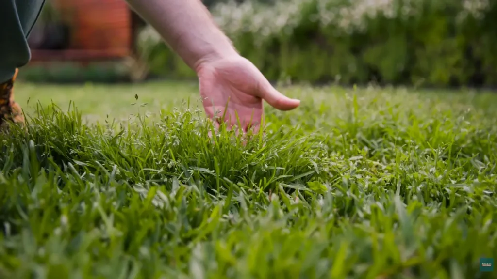 Lawn after core aeration in Abilene TX