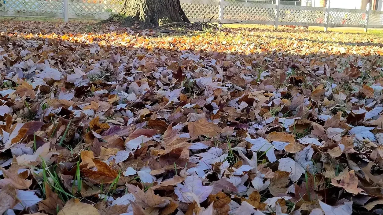 Lawn covered with leaves before cleanup in Abilene