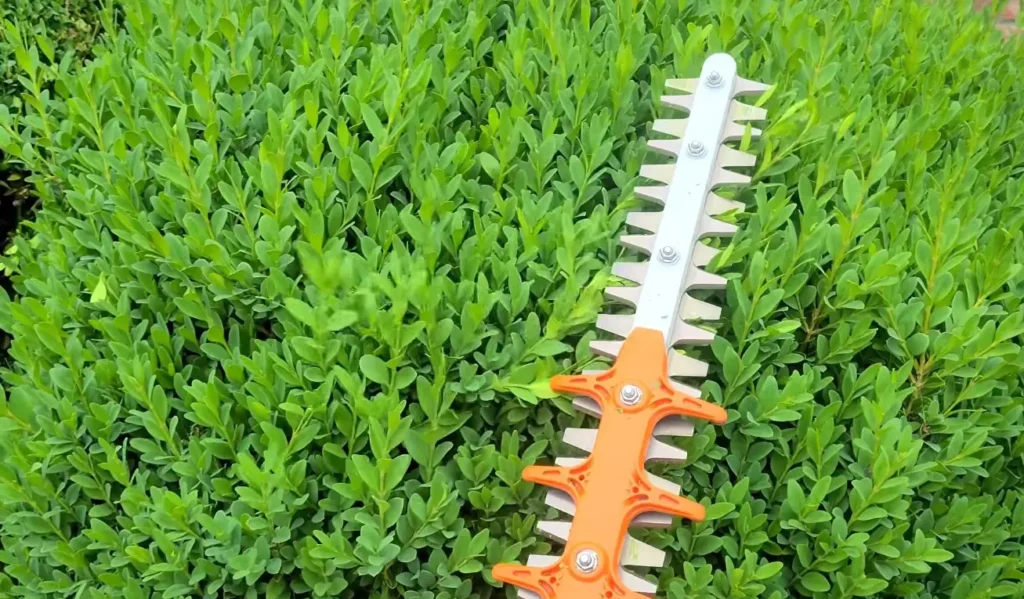 Shaping bushes during shrub trimming service