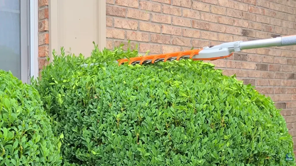 Trimming shrubs in residential yard in Abilene