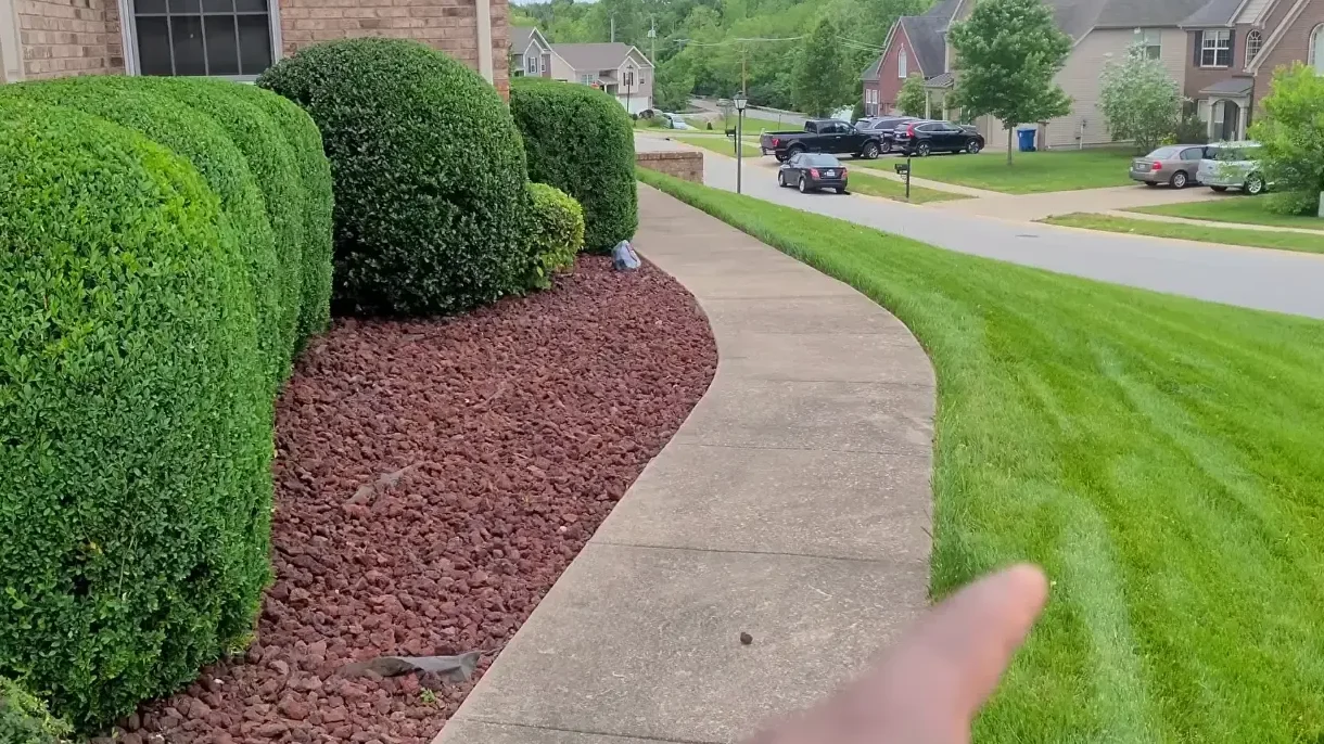 Shaped shrubs after professional trimming in Abilene