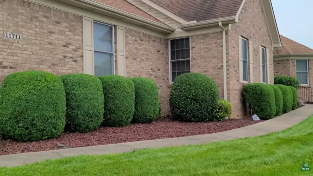 Well-maintained shrubs and sharp lawn edges