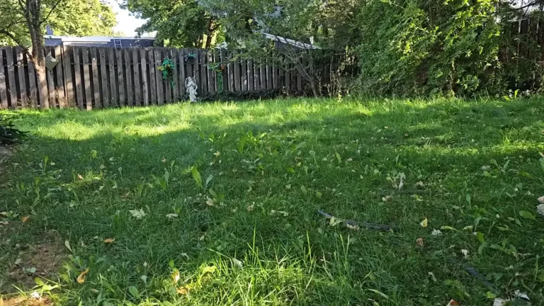 lawn problems in Abilene TX